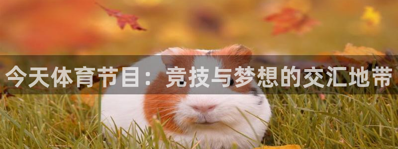 今天体育节目：竞技与梦想的交汇地带