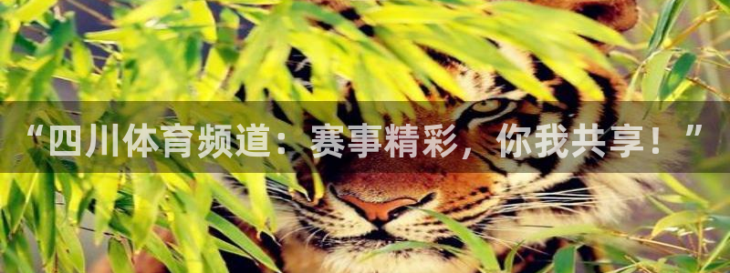 “四川体育频道：赛事精彩，你我共享！”