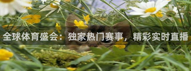 全球体育盛会：独家热门赛事，精彩实时直播