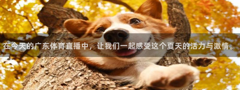 在今天的广东体育直播中，让我们一起感受这个夏天的活力与激情。