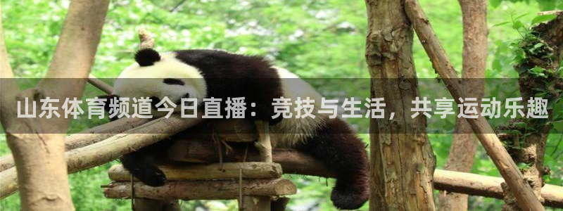 山东体育频道今日直播：竞技与生活，共享运动乐趣