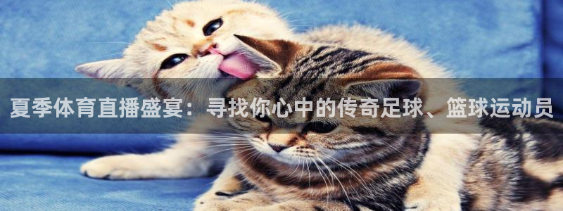 夏季体育直播盛宴：寻找你心中的传奇足球、篮球运动员