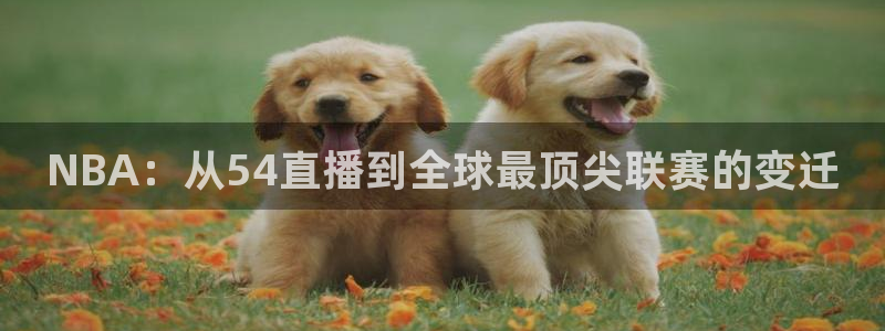 NBA：从54直播到全球最顶尖联赛的变迁